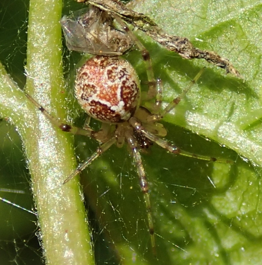 Theridion  pictum - Lughignano (TV)